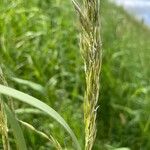 Trisetum flavescens Fruit