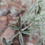 Indigofera oblongifolia Blatt