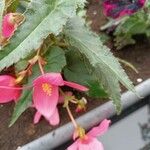 Begonia boliviensis 花