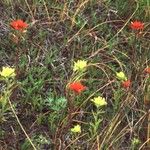 Castilleja coccinea Habit