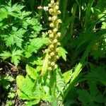 Orchis anthropophora Blomma