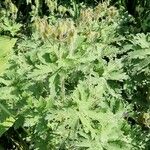 Geranium ibericum Meyve