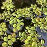 Salvinia natans Leaf