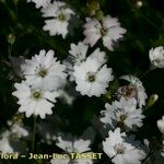 Silene alpestris Flower