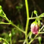 Scrophularia alpestris Fleur