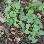 Alliaria petiolata Leaf