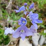 Veronica austriaca Flower