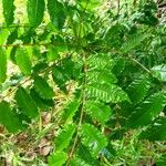 Zanthoxylum caribaeum Leaf