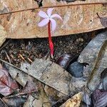 Voyria rosea Цвят