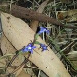 Lobelia gibbosa