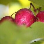 Syzygium cymosum Плод