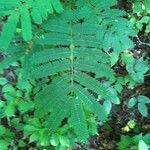 Albizia julibrissin Leaf