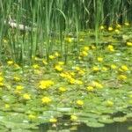 Nuphar pumila Fleur