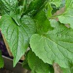 Campanula latifolia Leaf