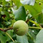 Juglans regia Плід