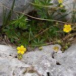 Potentilla heptaphylla Hábitos