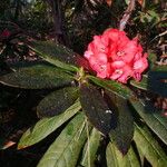 Rhododendron barbatum Folha