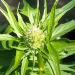 Valeriana officinalis 花