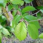 Ulmus rubra Leaf