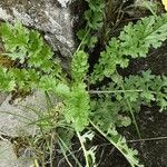 Senecio doria Habitat