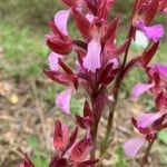 Anacamptis papilionacea Цвят