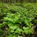 Vaccinium myrtillus Feuille