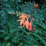 Crocosmia × crocosmiifloraFlower