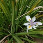 Dietes grandifloraFlor