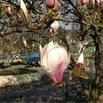 Magnolia x soulangeana Άλλα