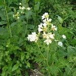 Polemonium foliosissimum