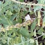 Verbena officinalis Fruit