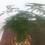 Asparagus setaceus 整株植物