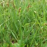 Carex tomentosa Kvet