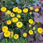 Xerochrysum bracteatum Характер