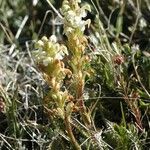 Pedicularis parryi Habitat