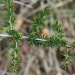 Asparagus acutifolius Blatt