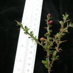 Berberis pendryi