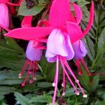 Fuchsia × standishii Çiçek