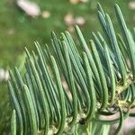 Abies concolor Foglia