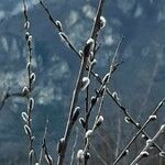 Salix discolor Blomst