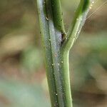 Bolbitis auriculata Leaf