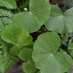 Hydrocotyle leucocephala Leaf