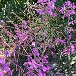 Epilobium angustifoliumКветка