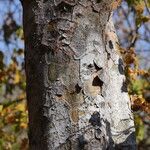Commiphora mollis Casca