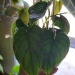 Philodendron brandtianum 葉