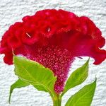 Celosia argentea 花