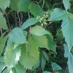 Parthenocissus quinquefoliaLeaf