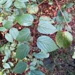 Melochia nodiflora Hoja
