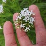 Stenaria nigricans Flower