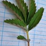 Comarum palustre Leaf